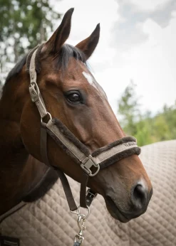 BACK ON TRACK BOT LL Back on Track® Haze Collection Halter- Halters