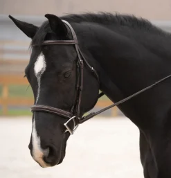 KL SELECT Black Oak Cypress Hunter Bridle- English Bridles