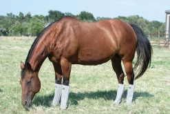 CASHEL COMPANY Cashel® Leg Guards - Set of 4- Fly Control|Fly Boots