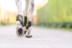 EQUIFIT ® Eq-Teq™ Hind Boots- Horse Boots