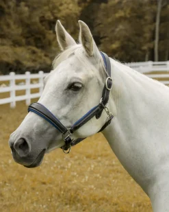 JPC EQUESTRIAN Henri de Rivel Cahill Padded Halter- Halters