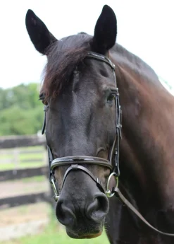 JPC EQUESTRIAN Henri de Rivel Piaffe Mono Crown Bridle with Flash Noseband & Patent Leather- English Bridles
