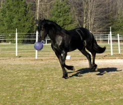 HORSEMEN S PRIDE Horsemen's Pride™ Jolly Ball®- Horse Toys