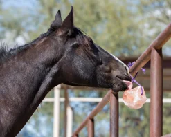 ANIMAL HEALTH INT Horsemen’s Pride™ Jolly Salt Snack, 4.4 Pounds- Salt Licks & Holders