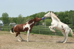 HORSEMEN S PRIDE Horsemen's Pride™ Scented Jolly Ball®- Horse Toys