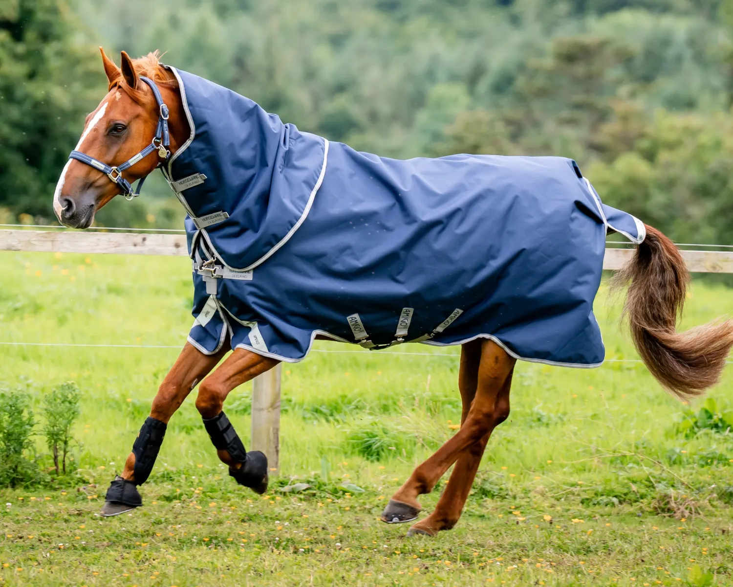HORSEWARE ® Ireland Amigo® 1200D Plus Turnout- Turnout Blankets