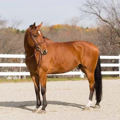 EQUINAVIA Horze Harrison Bridle- English Bridles