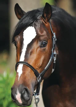 PEP-KAVALKADE Kavalkade Cavo Halter- Halters