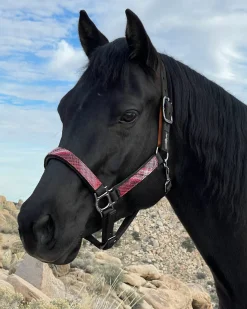 KENSINGTON ™ Premium Breakaway Halter- Halters