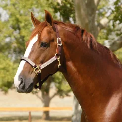 KENSINGTON ™ Premium Breakaway Halter- Halters