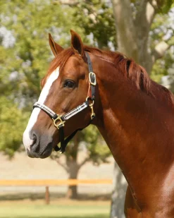 KENSINGTON ™ Premium Breakaway Halter- Halters