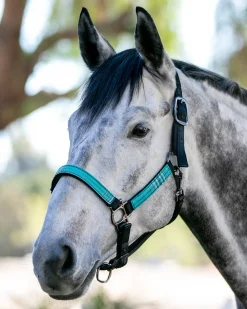 KENSINGTON ™ Premium Halter- Halters