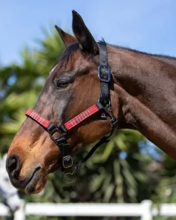 KENSINGTON ™ Premium Halter- Halters