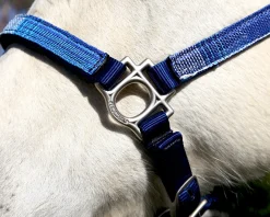 KENSINGTON ™ Premium Halter- Halters