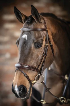 HORSE HEALTH TRADE LeMieux® Kudos Competition Flash Bridle- English Bridles