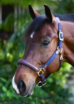 ERS Ovation® Luxor Cushion-Flex Halter- Halters