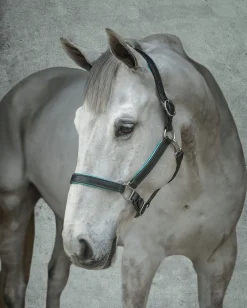 PERRIS LEATHER Perri’s® 1" Padded Leather Halter- Halters