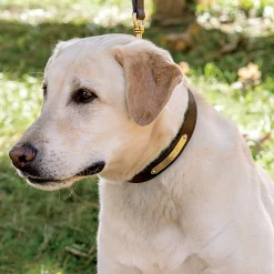 PERRIS LEATHER Perri’s® Padded Leather Nameplate Dog Collar- Collars & Leashes