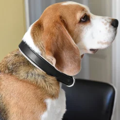 PERRIS LEATHER Perri’s® Padded Leather Nameplate Dog Collar- Collars & Leashes