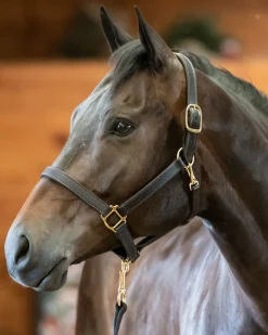 PERRIS LEATHER Perri’s® Track Style Turnout Halter with Snap- Halters