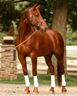 PERRIS LEATHER Perri’s® Twisted Leather Halter- Halters