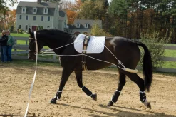 ERS Pessoa® Training System- Lunging & Training Equipment