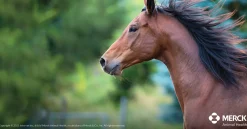 ANIMAL HEALTH INT Safe-Guard® Dewormer- Horse Dewormers