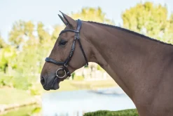 SCHOCKEMOEHLE N.A. Schockemöhle Equitus Delta Bridle- English Bridles