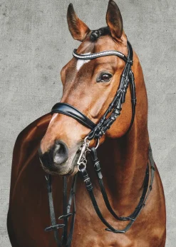 SCHOCKEMOEHLE N.A. Schockemöhle Equitus Gamma Double Bridle- English Bridles
