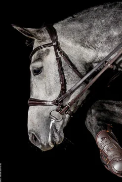 SCHOCKEMOEHLE N.A. Schockemöhle Equitus Theta Bridle- English Bridles