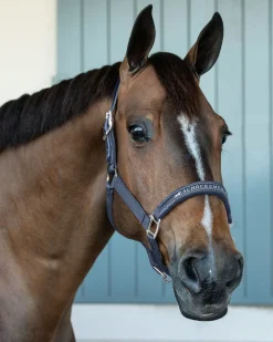 SCHOCKEMOEHLE N.A. Schockemöhle Memphis Halter- Halters