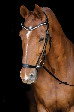 SCHOCKEMOEHLE N.A. Schockemöhle Pisa Drop Nose Bridle- English Bridles