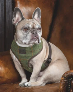SHIRES EQUESTRIAN Shires Digby & Fox Tweed Dog Harness- Collars & Leashes
