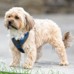 SHIRES EQUESTRIAN Shires Digby & Fox Tweed Dog Harness- Collars & Leashes