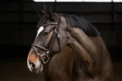 STUBBEN N.A. Stübben Pro Jump Bridle with Removable Flash Noseband- English Bridles