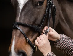 STUBBEN N.A. Stübben Pro Jump Bridle with Removable Flash Noseband- English Bridles