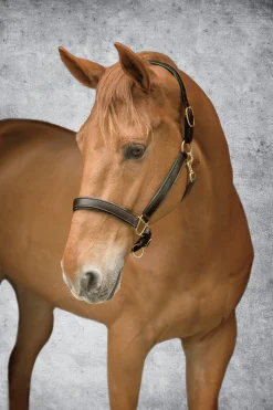 KINGS INTERNATIONAL Suffolk™ Lined Halter- Halters