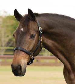 KINGS INTERNATIONAL Suffolk™ Lined Halter- Halters