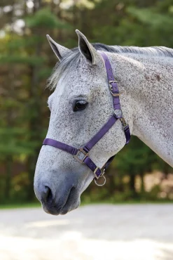 TEXT HORSE Suffolk™ Nylon Breakaway Halter- Halters