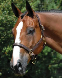 WORLD EQUSTRN BRNDS Vespucci Fancy Stitched Halter- Halters