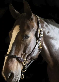 WALSH PRODUCTS Walsh™ Rope Nose British Halter- Halters